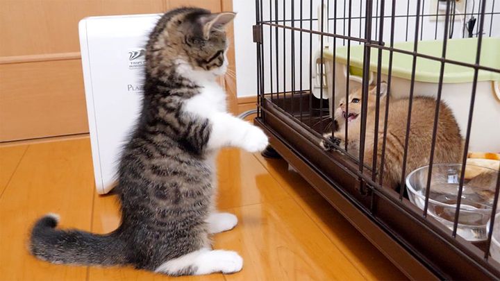 ちょっかいを出しすぎた子猫