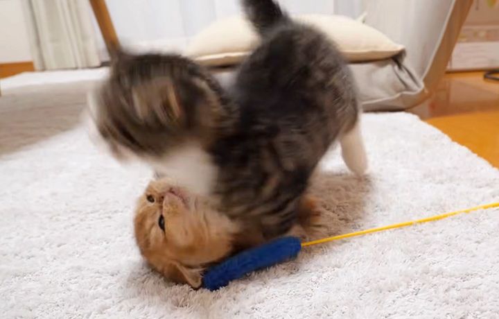 プロレスごっこをする子猫達