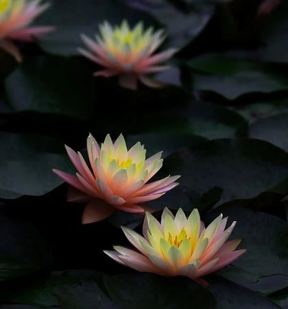 【福島県本宮市】「花と歴史の郷 蛇の鼻」で「スイレン祭り」開催中！「ROOTS－心のふるさと展－」も