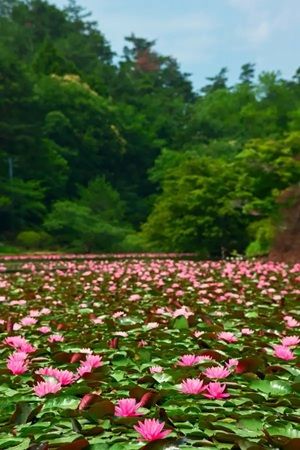 【福島県本宮市】「花と歴史の郷 蛇の鼻」で「スイレン祭り」開催中！「ROOTS－心のふるさと展－」も