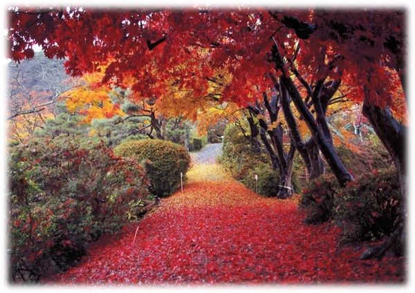 【福島県本宮市】「花と歴史の郷 蛇の鼻」で「スイレン祭り」開催中！「ROOTS－心のふるさと展－」も