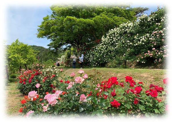 【福島県本宮市】「花と歴史の郷 蛇の鼻」で「スイレン祭り」開催中！「ROOTS－心のふるさと展－」も