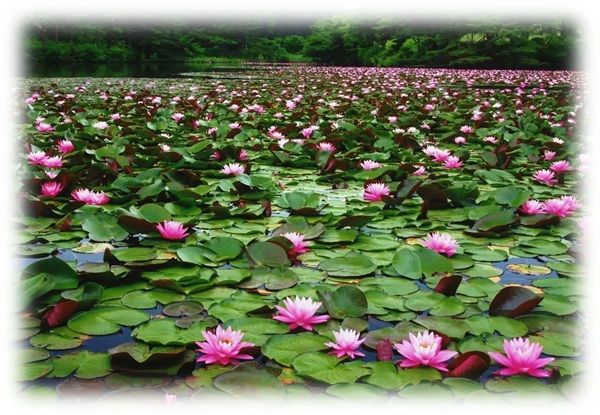 【福島県本宮市】「花と歴史の郷 蛇の鼻」で「スイレン祭り」開催中！「ROOTS－心のふるさと展－」も