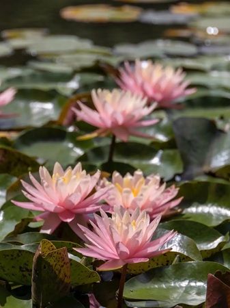 【福島県本宮市】「花と歴史の郷 蛇の鼻」で「スイレン祭り」開催中！「ROOTS－心のふるさと展－」も