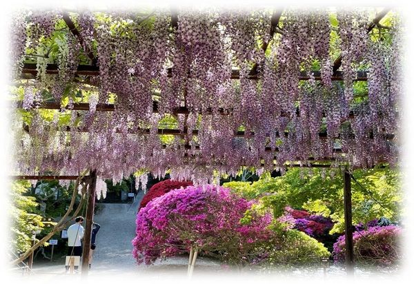 【福島県本宮市】「花と歴史の郷 蛇の鼻」で「スイレン祭り」開催中！「ROOTS－心のふるさと展－」も