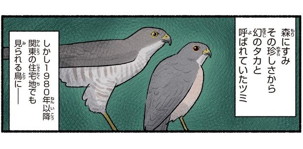 幻のタカと呼ばれていたツミ （C）piro piro piccolo／KADOKAWA
