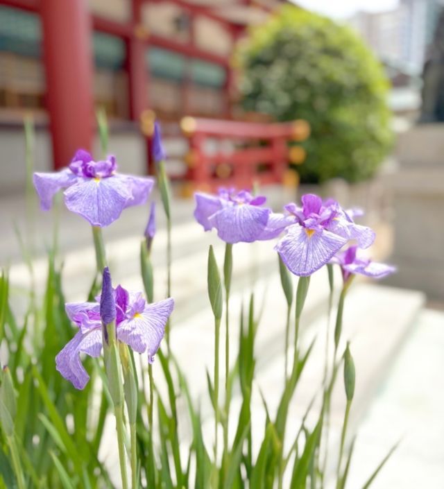 紫色の花