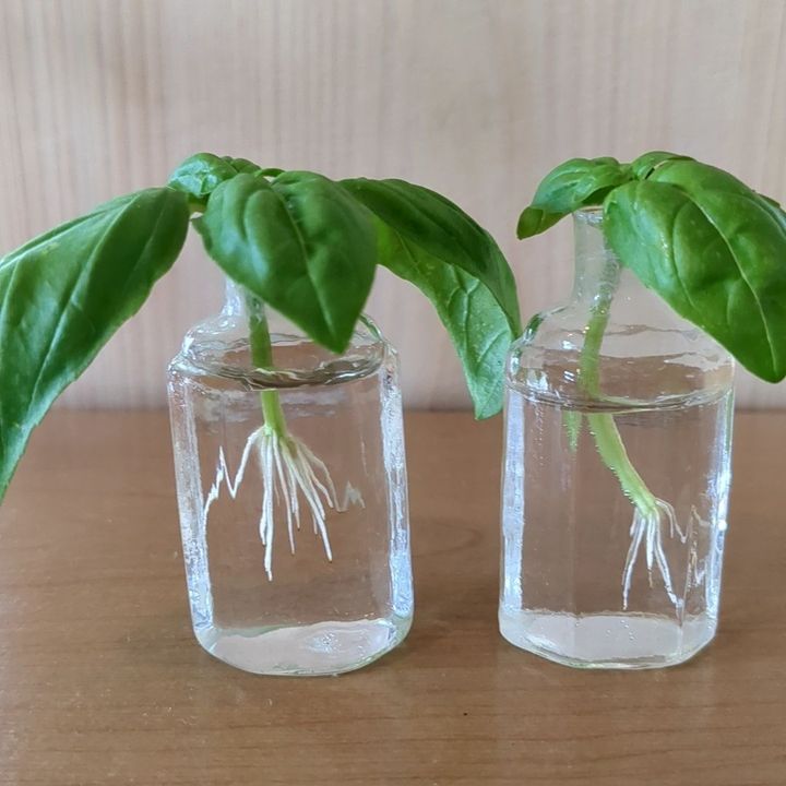 1週間後⋯
