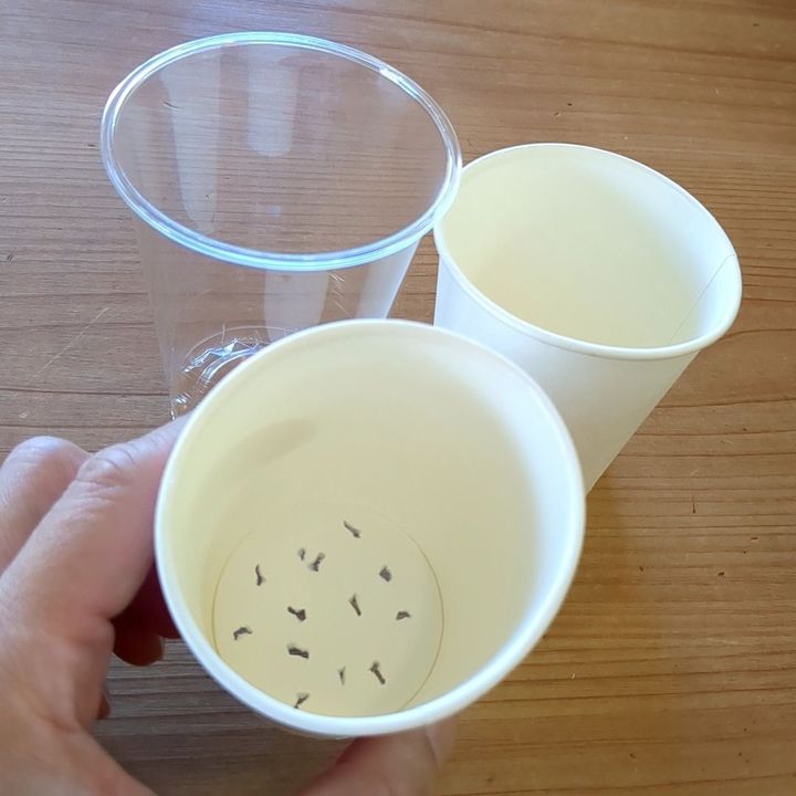急遽、苗にしてみることに！