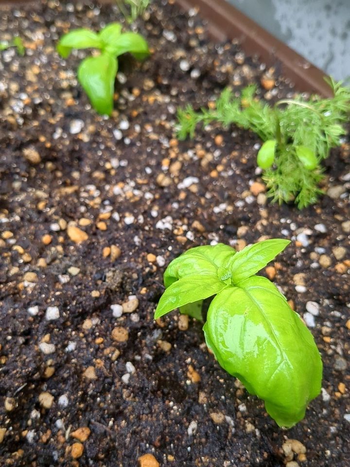 【梅雨万歳！】家にあるもので、バジルの挿し芽がいい感じ！