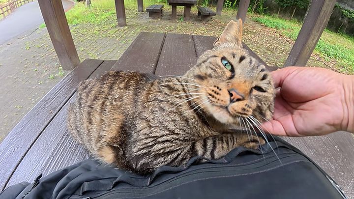 ナデナデされる猫