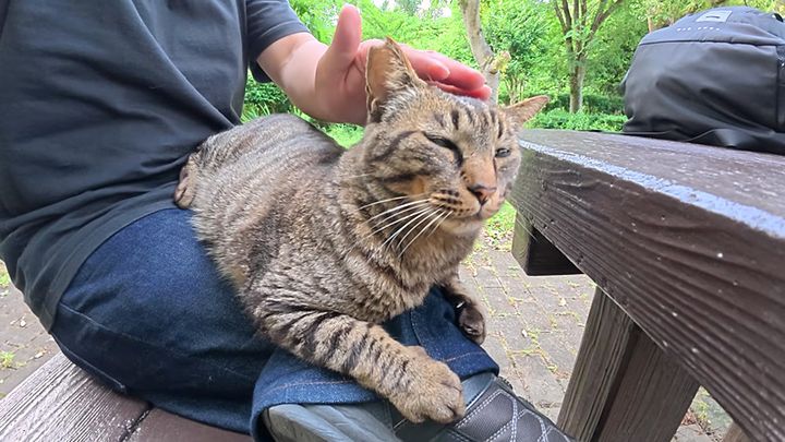 膝の上でナデナデされる猫