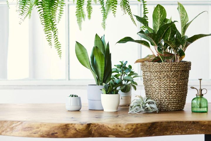 暑い季節は室内で“みずみずしい緑”を。【観葉植物選び】サイズ別おすすめ9選と置き場所のコツ