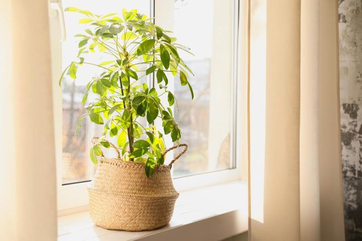 斑入りの園芸品種