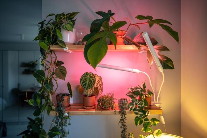 暗い場所や天気の悪い日に利用するとよい植物育成LEDライト