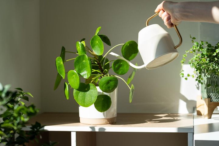 日照不足で葉色の悪い鉢植えには、置き場を見直して活力剤を与える