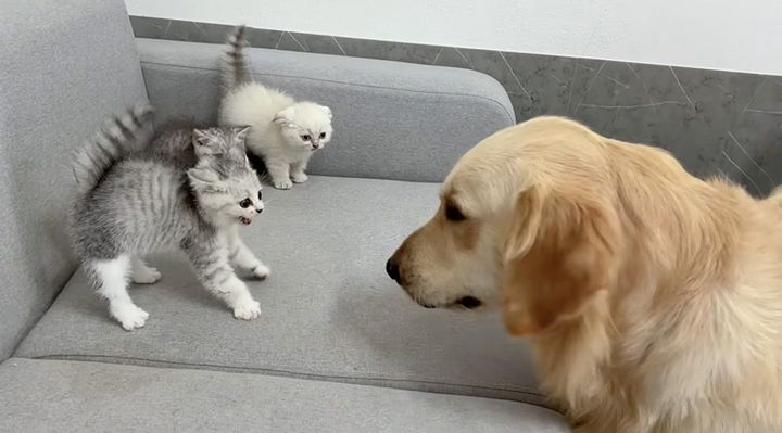犬を警戒する子猫達