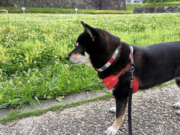 愛犬の散歩