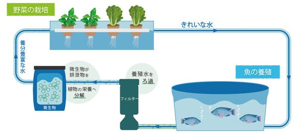 【青森県藤崎町】農業・教育・観光・農福連携の機能を備えた「ふじさきアクアポニックスタウン」OPEN！