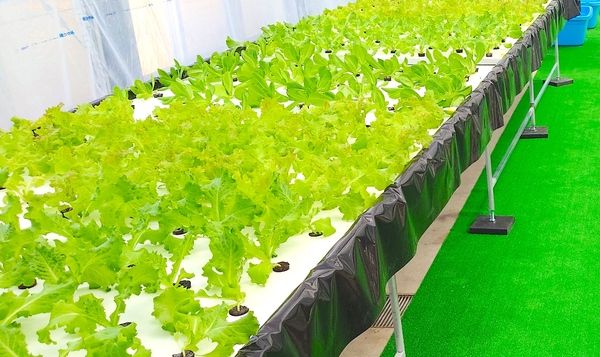 【青森県藤崎町】農業・教育・観光・農福連携の機能を備えた「ふじさきアクアポニックスタウン」OPEN！
