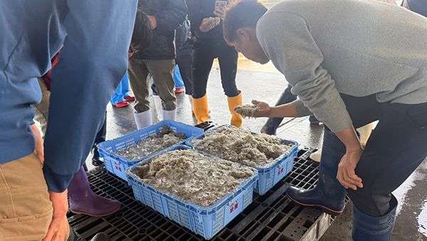 【兵庫県淡路市】淡路島・岩屋で一般立入禁止の競り場を巡るしらすツアー開催！２時間で自由研究を解決
