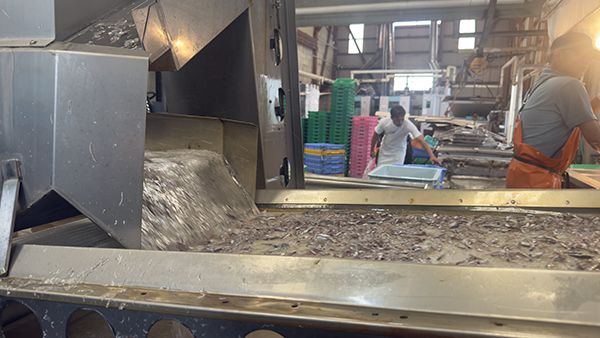 【兵庫県淡路市】淡路島・岩屋で一般立入禁止の競り場を巡るしらすツアー開催！２時間で自由研究を解決