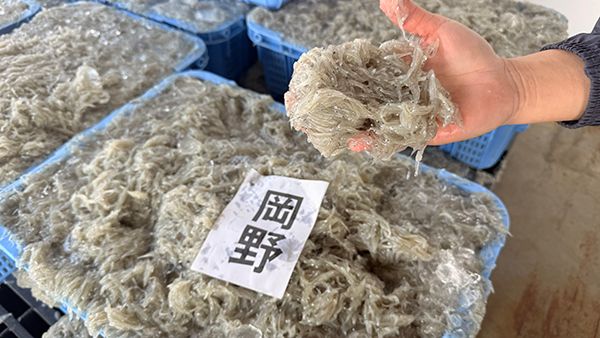 【兵庫県淡路市】淡路島・岩屋で一般立入禁止の競り場を巡るしらすツアー開催！２時間で自由研究を解決