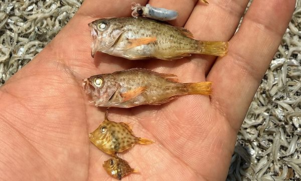 【兵庫県淡路市】淡路島・岩屋で一般立入禁止の競り場を巡るしらすツアー開催！２時間で自由研究を解決