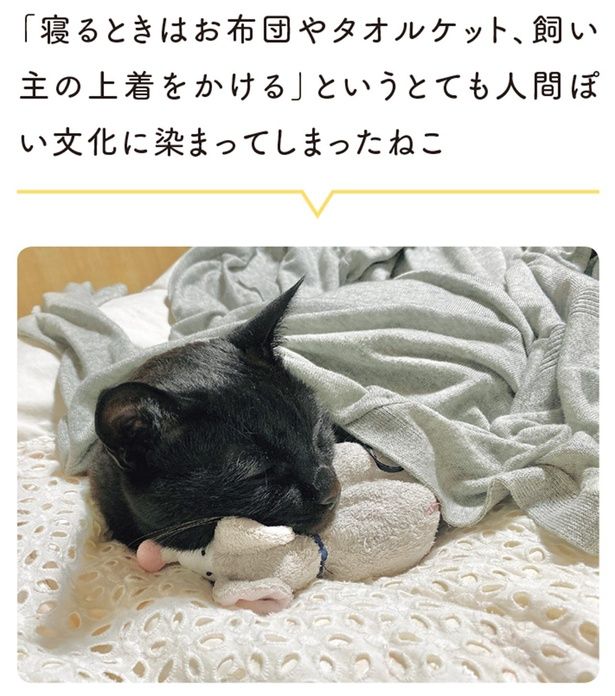 とても人間ぽい文化に染まってしまったねこ （C）AKR／KADOKAWA