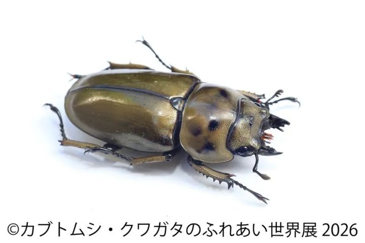 オウゴンオニクワガタ