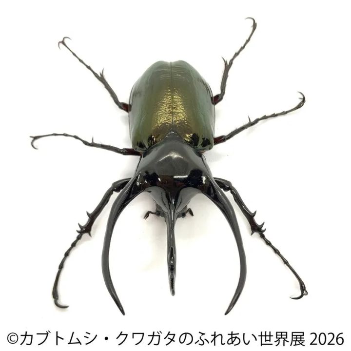 コーカサスオオカブト