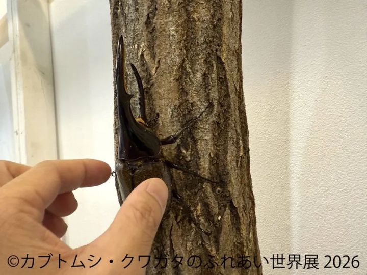 ふれあい体験(1)