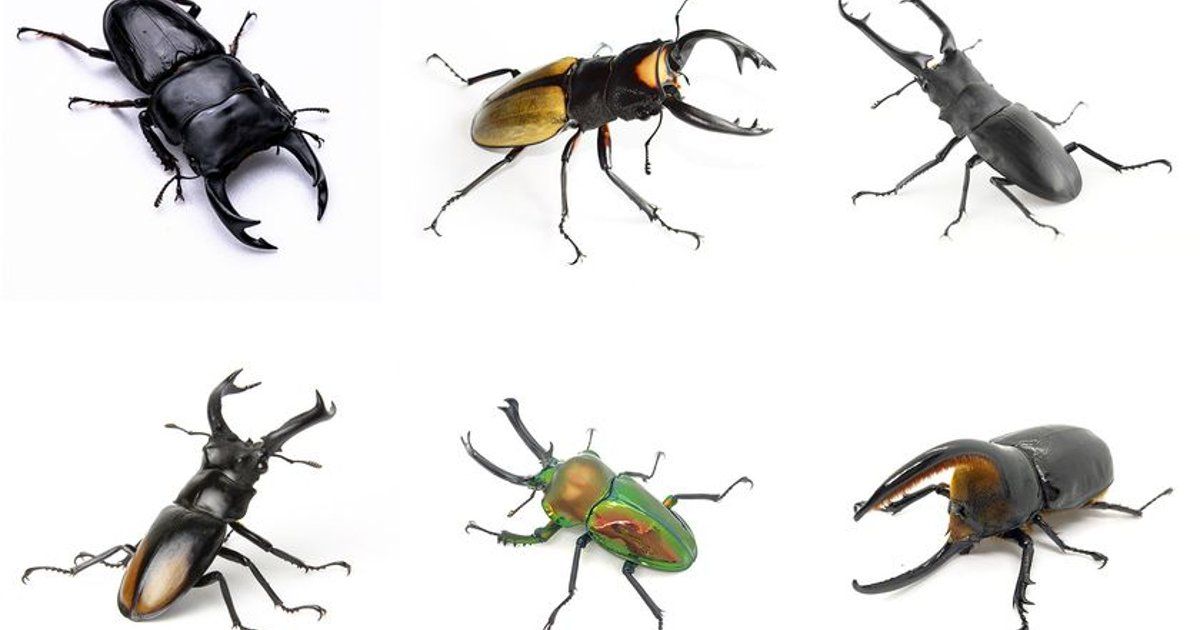 ヘラクレスやサタンオオカブトに触れる夏休み昆虫体験！「カブトムシ