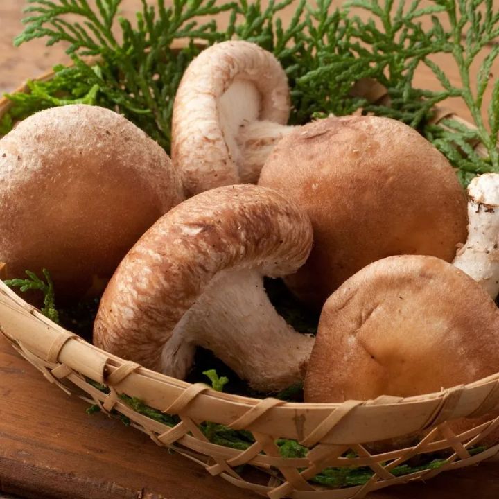 肉厚プリプリの椎茸