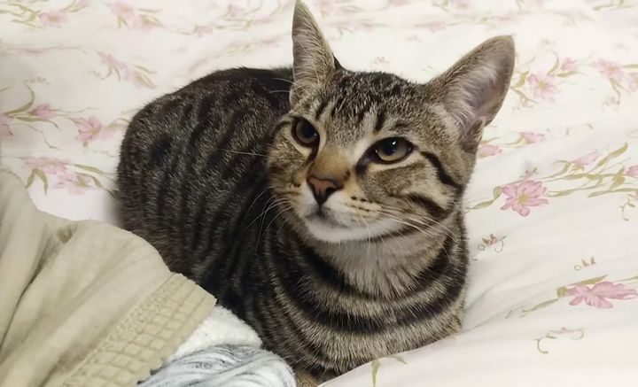 見上げる猫