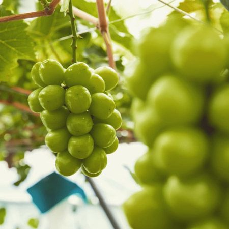【大阪府柏原市】「試食しないと買えない」ぶどう直売所OPEN！自分の舌で味を確かめてから選ぶ
