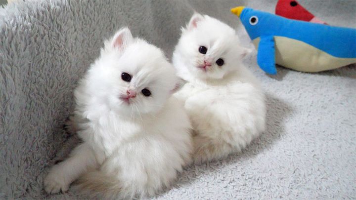 見つめる子猫達