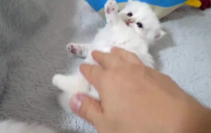ビックリしてひっくり返った子猫