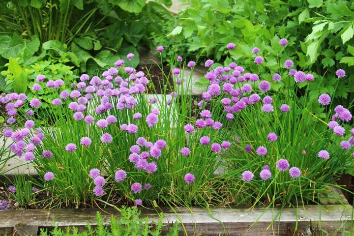菜園の縁取りに咲くチャイブ