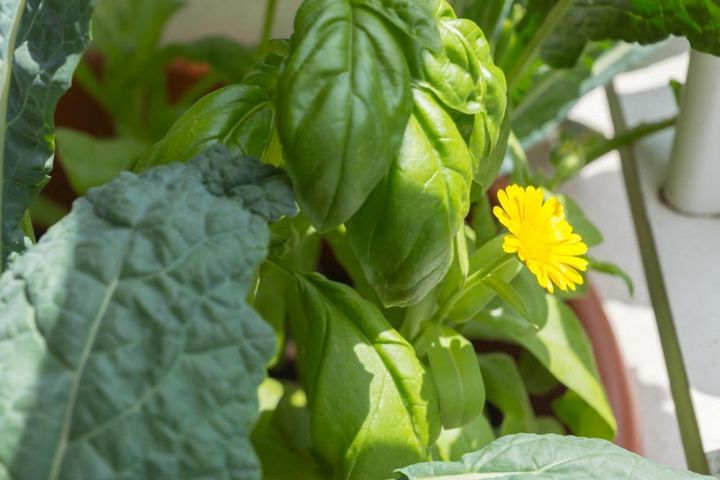 葉もの野菜のキッチンコンテナに咲くポットマリーゴールド