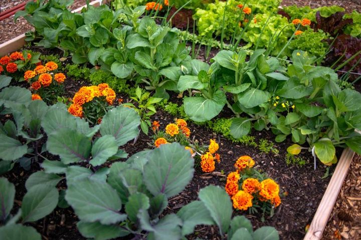 菜園に植えられたマリーゴールド