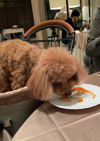 【神奈川県横浜市】結婚式場で愛犬と楽しむ“食×音楽”企画！愛犬用「ピュアキューブ」特別メニューを用意