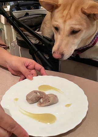 【神奈川県横浜市】結婚式場で愛犬と楽しむ“食×音楽”企画！愛犬用「ピュアキューブ」特別メニューを用意