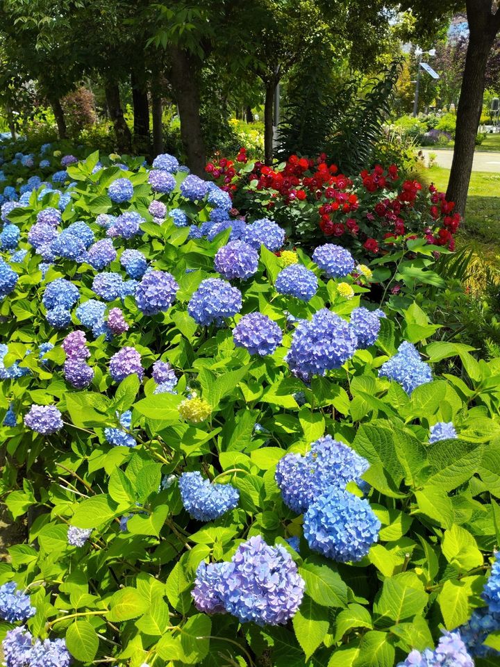 【季節のスイーツ】紫陽花レアチーズ