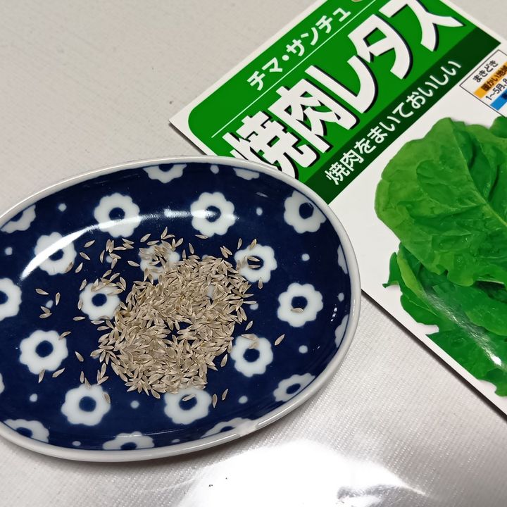 【今年はサカタのタネで！】またまた今年も大豊作～！チマサンチュを楽しんでいます。ズボラ式なんだけどね