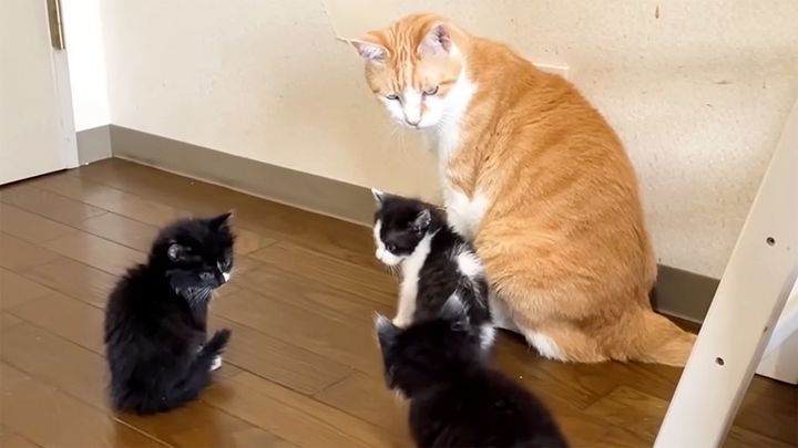 保護子猫達に囲まれる先住猫