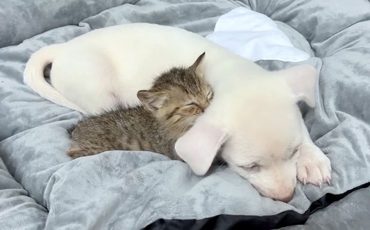 子犬に寄り添う子猫