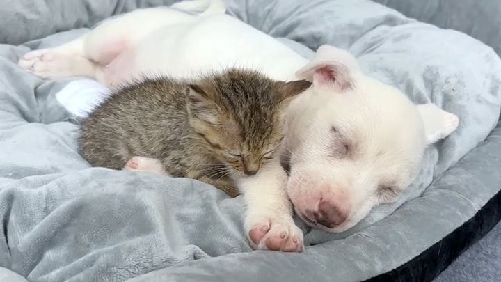 一緒に眠る子犬と子猫
