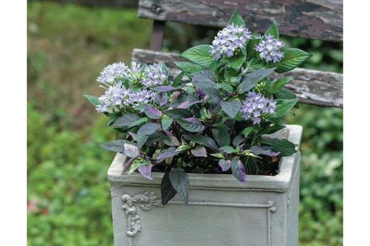 少ないポットで華やかに！【ペンタス×ゴシキトウガラシ】の夏の寄せ植えレシピと長持ちさせる工夫