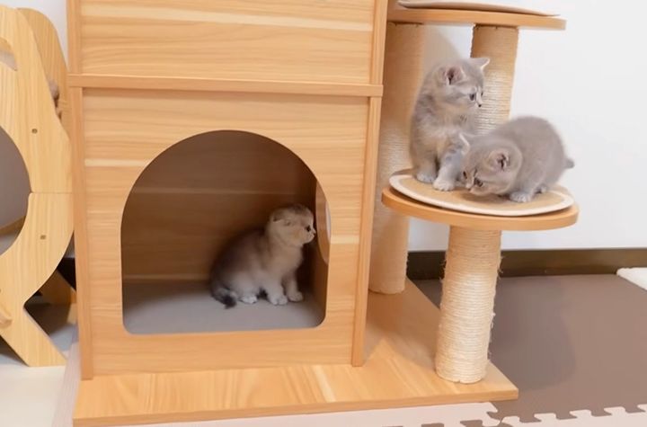 初めてのキャットタワーを楽しむ子猫達